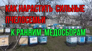 Как стимулировать наращивание сильных пчелосемей  ранней весной к медосборам с рапса и белой акации