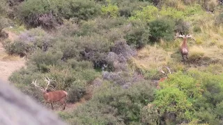 Red stags wallow pre Rut March 2024 New Zealand Safaris