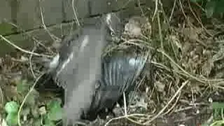 Sparrowhawk attacks a Magpie in Sussex