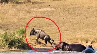 Two Huge Hippos Come to the Rescue of Wildebeest from Crocodile