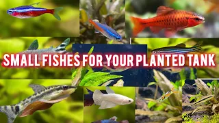 Top 10 Small Fish For Your Planted Aquarium || Low Price & Maintenance