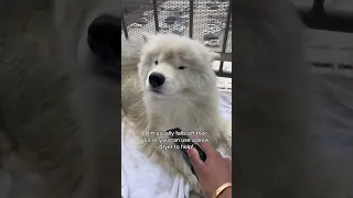 How does my dog stay so white and clean? #dog #samoyed