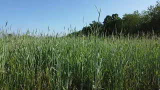 small scale rye cover cropping