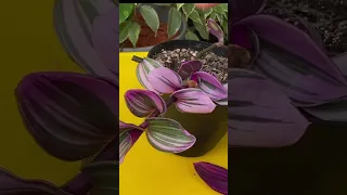 How to propagate INCH PLANT BY CUTTINGS