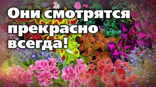 Растения для кашпо и вазонов. Легко выращивать, смотрятся шикарно