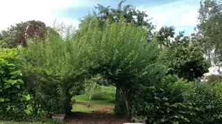 Trimming Willow Arch