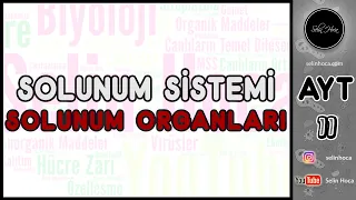 25) Solunum Sistemi - Solunum Organları