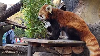 「レッサーパンダ のお食事タイム・主食の笹は後回し」 野毛山動物園 (2022/11/08)