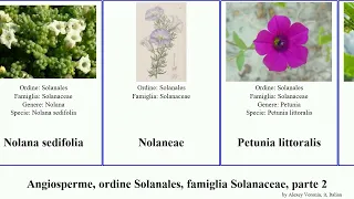 Angiosperme, ordine Solanales, famiglia Solanaceae, parte 2 nicotiana solanum nolana japonica