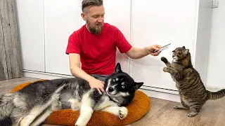 Amazing Reaction of a Cat to Combing Dogs! What Does My Cat do When I Take a Husky's Comb