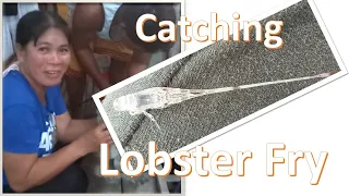 How to catch lobster "ロブスター" fry || People at Work || Spiny Lobster Farming