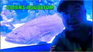 Cairns Aquarium (AMAZING)