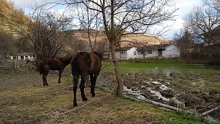 horse cleaning time #keşfet