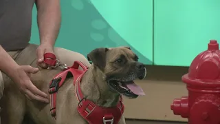 Ready Pet GO! Elyria Friendship APL visits 3News