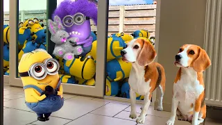 WHAT? Minions In Real Life with Dogs Animation Compilation