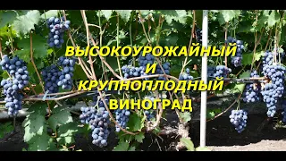 Высокоурожайный и крупноплодный виноград
