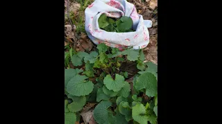 Garlic Mustard (Alliaria petiolata) in March