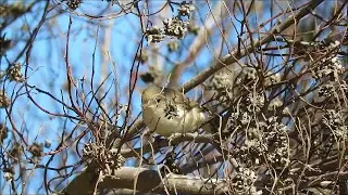 Upcher's Warbler, Tankatara, Port Elizabeth, Eastern Cape, South Africa.