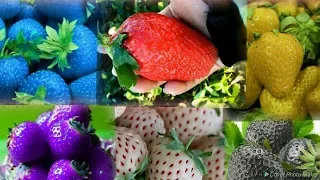 10 Wow Amazing and Awesome Strawberries You Won't Believe Actually Exist Galaxy کہکشاں