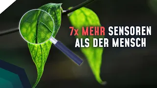 Pflanze spürt Schmerzen! Können Pflanzen fühlen? | Breaking Lab