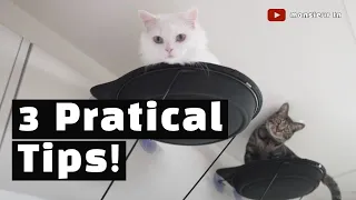3 Practical Tips For Living With Cats In Studio Apartments!