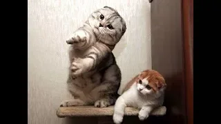 Cats Dancing to Music  - Funny Cat Dance Compilation || FunnyVines