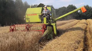 Żniwa 2019 czas start ! Koszenie pszenżyta ☆ Claas Compact 30 & Ursus C-360 ☆🔥Ursus_strong_team🔥