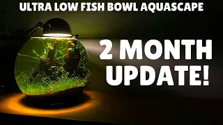 Ultra Low Tech Fish Bowl Aquascape - 2 Month Update!