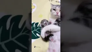 Mother Cat protecting and showing love for her baby cute kitten | Cute Cat Videos