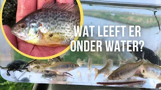 Deze Bizarre Tropische Vissen Leven In Nederland!