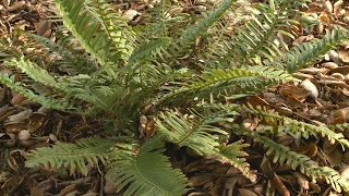 Western Sword Fern - California Native Dry Shade Garden - Ep.13