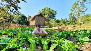 Full video: 90 Days Building a Bamboo House For Dogs, Gardening, Harvesting, Taking care of pets.