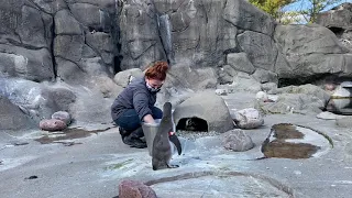 Penguin feeding at Rosamond Gifford Zoo