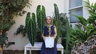 Repotting Queen Anthurium Warocqueanum - from 2 gallon to 6 gallon pot -new kind of moss pole!