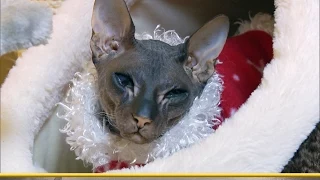 Merriest, Dryest Christmas Ever | My Cat From Hell