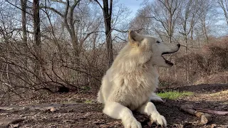 Nikai the Wolf Sings it Out!