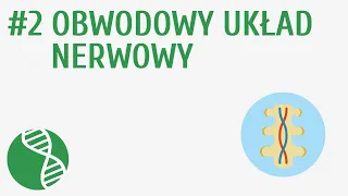 Obwodowy układ nerwowy #2 [ Regulacja nerwowo-hormonalna ]