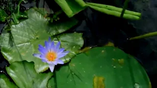 #garden #aquarium how to grow blue water lily grow from seed