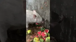 Healthy Philippine Native Pigs Eating Watermelon | Farmer AdMan #shorts #agriculture #amazing