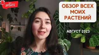 Большой ЛЕТНИЙ ОБЗОР всех моих РАСТЕНИЙ / Август 2023