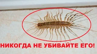 Никогда не убивайте это насекомое! 90% людей этого не знают