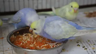Птенцы волнистых попугаев учатся кушать.