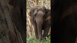 天下独一树 三五十的坎都要退着才能下来 | Kaavan Elephant Loneliness