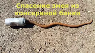 Спасение змеи из консервной банки. Желтопузик