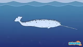 11 Facts about Narwhals - Narwhal Whale Fun Fact for Kids | Educational Videos by Mocomi Kids