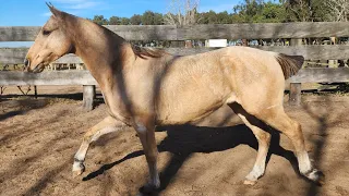 bayo de lindo genio, buena boca manso y de campo $900.000