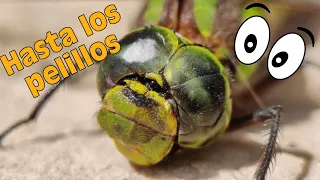 Fotos MACRO con el MÓVIL 😱. 4 TRUCOS para conseguir grandes resultados