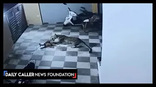 Dog Survives Leopard Attack