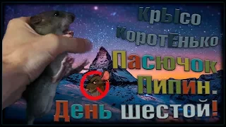 Крысенок | Пасючок Пипин приручается! День шестой. (Wild Rats | Дикие Крысы)