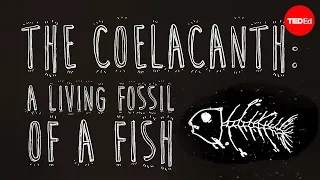 The coelacanth: A living fossil of a fish - Erin Eastwood